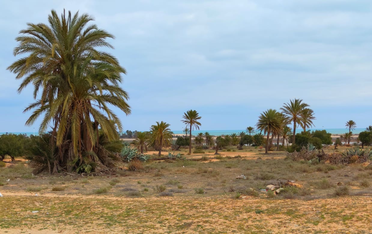 Terrain première position, vue mer, titre bleu et permis de bâtir a vendre Djerba